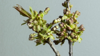 Plant, Vascular Plant, Woody Plant, Tree, Herb, Shrub