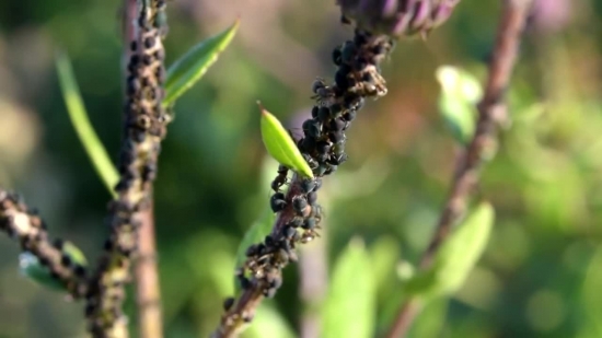 Plant, Woody Plant, Vascular Plant, Shrub, Insect, Tree