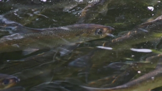 Platypus, Catfish, Fish, Water, Soft-finned Fish, Mammal