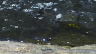 Platypus, Mammal, Water, River, Sea, Stream