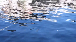 Platypus, Water, Mammal, Sea, Ocean, Ripple