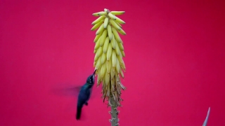 Poker Plant, Herb, Vascular Plant, Plant, Close, Flower