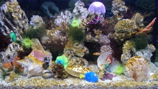Polyp, Reef, Coelenterate, Underwater, Animal, Fish
