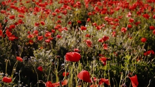 Poppy, Flower, Angiosperm, Field, Spring, Spermatophyte