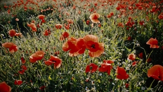 Poppy, Flower, Angiosperm, Herb, Vascular Plant, Plant