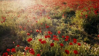 Poppy, Flower, Angiosperm, Spermatophyte, Field, Spring