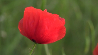 Poppy, Flower, Angiosperm, Spermatophyte, Garden, Blossom