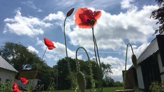 Poppy, Flower, Angiosperm, Spermatophyte, Sky, Spring