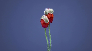 Poppy, Flower, Angiosperm, Spermatophyte, Vascular Plant, Plant