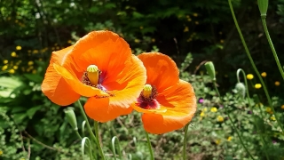 Poppy, Flower, Angiosperm, Spermatophyte, Vascular Plant, Spring
