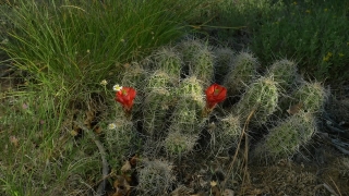 Poppy, Flower, Angiosperm, Vascular Plant, Herb, Plant