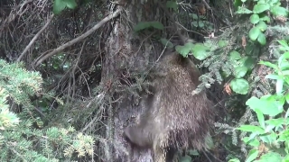 Porcupine, Rodent, Mammal, Tree, Waterfall, Stream