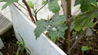 Pot, Plant, Vascular Plant, Herb, Tree, Parsley