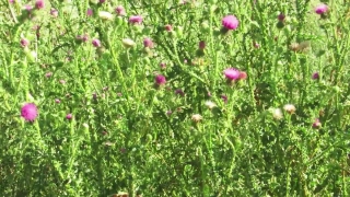 Premium HD Video Clip, HD Stock Footage, Stock Video Clip, Download