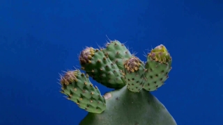 Prickly Pear, Cactus, Edible Fruit, Fruit, Plant, Produce