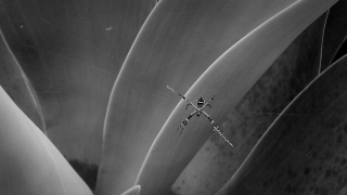 Propeller, Airplane Propeller, Mechanism, Screw, Device, Mechanical Device