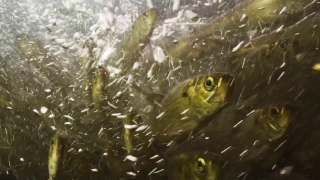 Puffer, Water, Fish, Liquid, Aquatic, Sea