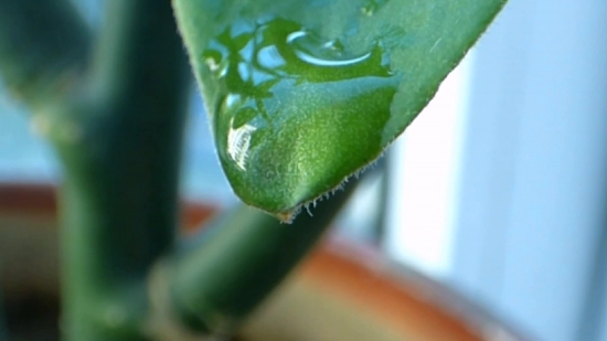 Pupa, Insect, Arthropod, Plant, Leaf, Invertebrate