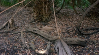 Rake, Tool, Tree, Forest, Wood, Old