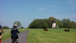 Ranch, Cow, Farm, Grass, Pasture, Field