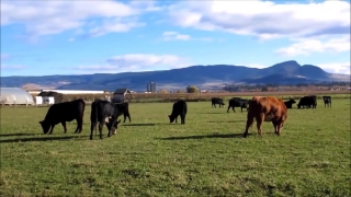 Ranch, Cow, Grass, Cattle, Farm, Field