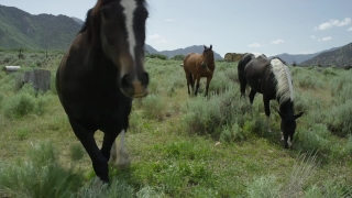 Ranch, Grass, Farm, Horse, Cow, Horses