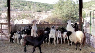 Ranch, Livestock, Farm, Animal, Field, Grass