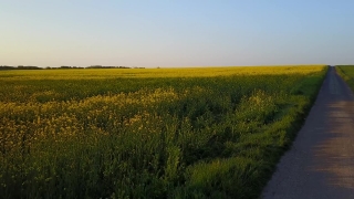 Rapeseed, Oilseed, Field, Seed, Rural, Wheat