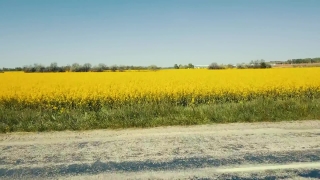 Rapeseed, Oilseed, Seed, Field, Agriculture, Rural