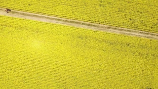 Rapeseed, Oilseed, Seed, Fruit, Field, Yellow