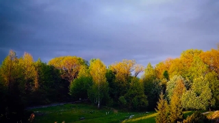 Rapeseed, Oilseed, Tree, Seed, Autumn, Landscape
