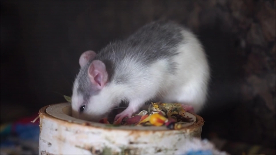 Rat, Rodent, Mammal, Mouse, Fur, Hamster