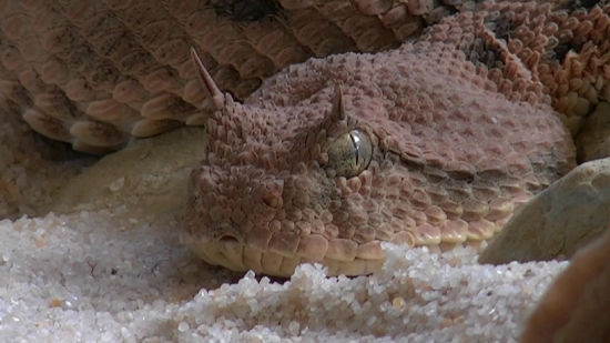 Rattlesnake, Viper, Snake, Horned Viper, Pit Viper, Diamondback