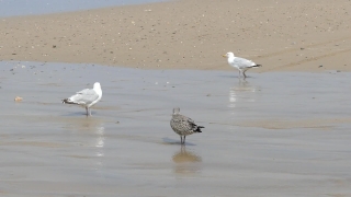Red-backed Sandpiper, Shorebird, Gull, Sandpiper, Bird, Wading Bird