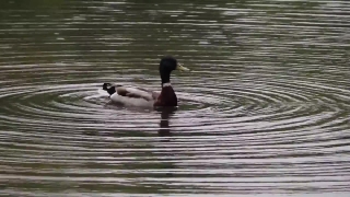 Red-breasted Merganser, Merganser, Duck, Sea Duck, Drake, Wildlife