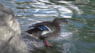 Red-breasted Merganser, Merganser, Duck, Sea Duck, Wildlife, Drake