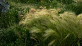 Reed, Dog, Terrier, Hunting Dog, Grass, Herb