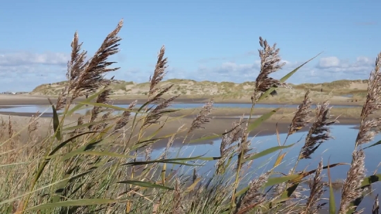 Reed, Herb, Plant, Vascular Plant, Field, Sky