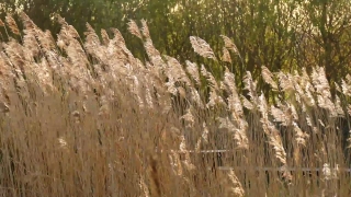 Reed, Herb, Vascular Plant, Plant, Yucca, Field
