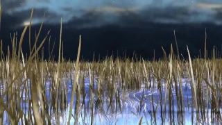Reed, Landscape, Sky, Grass, Lake, Plant