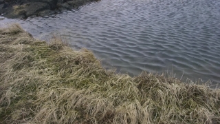Reed, Wheat, Field, Herb, Plant, Rural