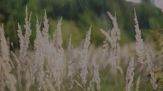 Reed, Wheat, Herb, Plant, Vascular Plant, Cereal