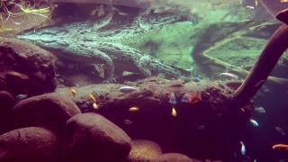 Reef, Fish, Underwater, Sea, Coral, Ocean