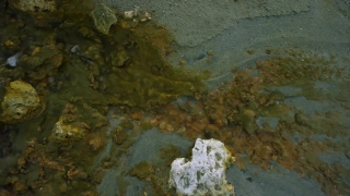 Reef, Water, Coral Reef, Fish, Sea Squirt, Sea
