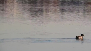 Reflection, Water, Ocean, Lake, Sea, Body Of Water