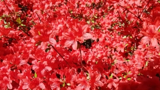 Rhododendron, Shrub, Woody Plant, Vascular Plant, Plant, Flower