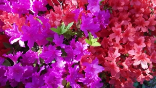 Rhododendron, Shrub, Woody Plant, Vascular Plant, Plant, Flower