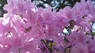 Rhododendron, Shrub, Woody Plant, Vascular Plant, Plant, Flower