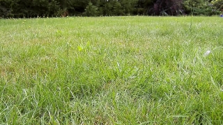 Rice, Grain, Field, Starches, Grass, Plant