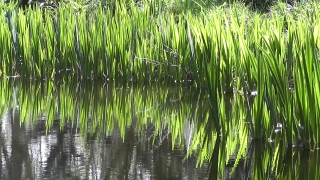 Rice, Grain, Starches, Grass, Field, Plant